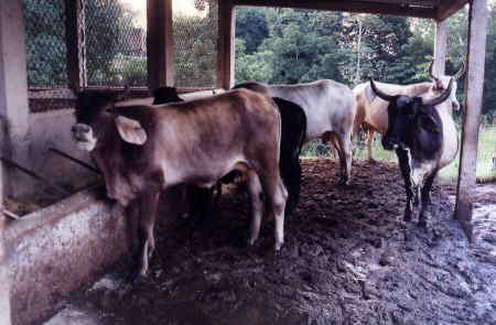 El municipio cuenta con aproximadamente 48,800 cabezas de ganado bovino.